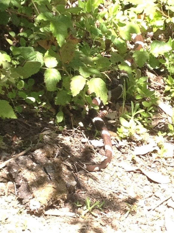 Snakes on the road - spooky! 